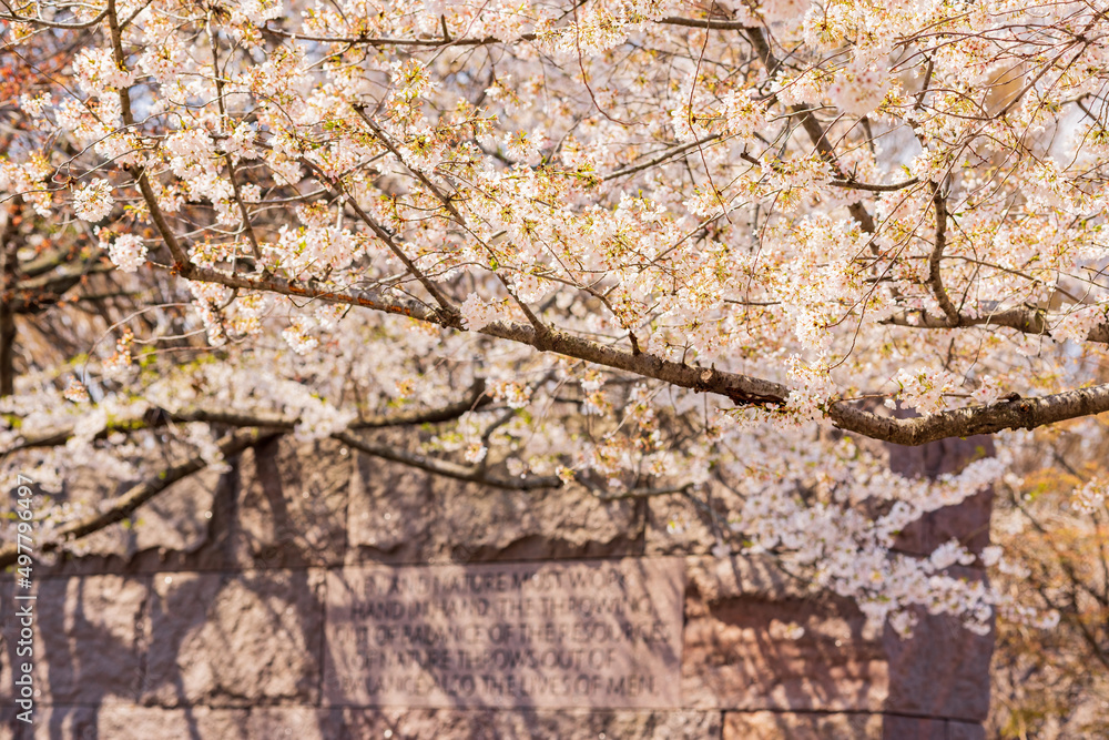 Beautiful cherry blossom around Tidal Basin area Beautiful cherry blossom around Tidal Basin area