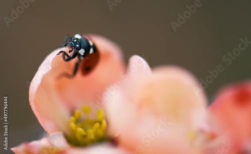 ladybird on flower