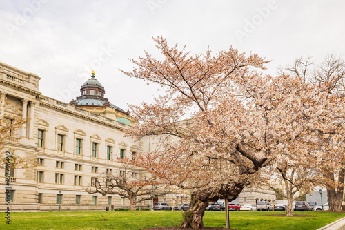 Exterior view of the Library of Congress with cherry tree blossom