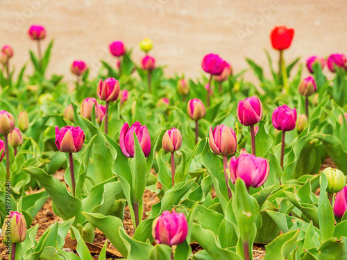 Close up shot of many tulips blossom