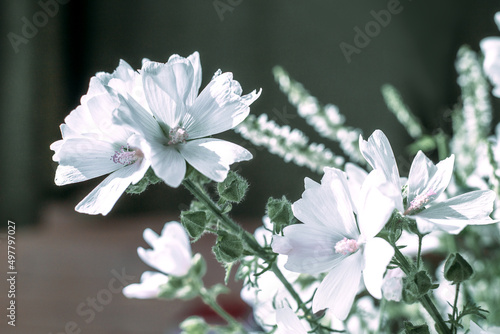 Malva musk Alba