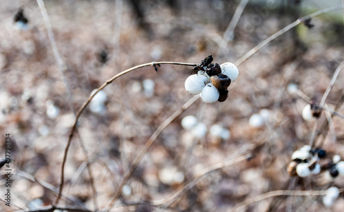 White fruits of Symphoricarpos albus plant, commonly known as snowberry. photo