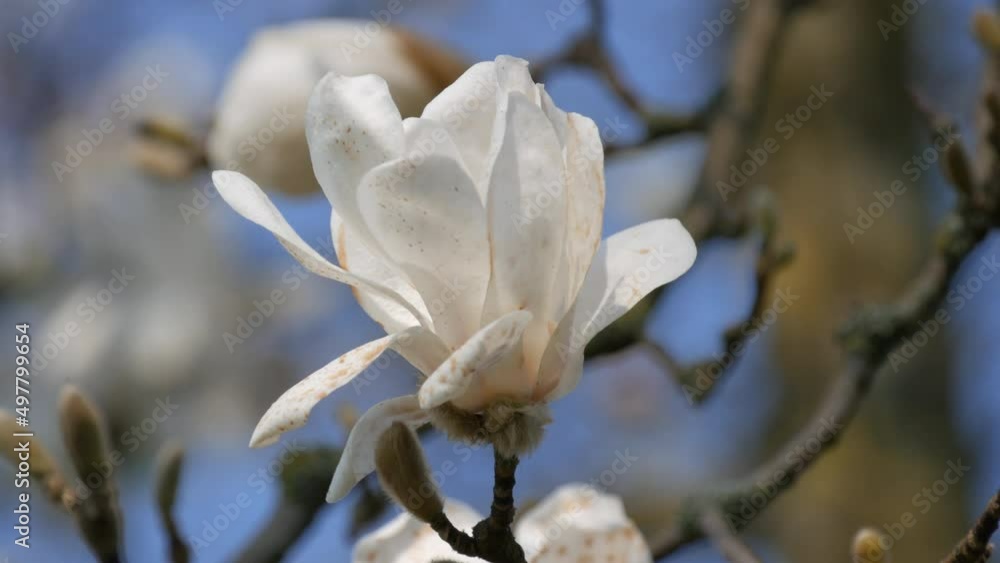 Beautiful white magnolia flowers against spring blue sky cloe up view Beautiful white magnolia flowers against spring blue sky cloe up view