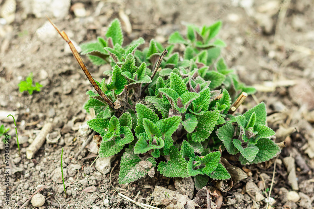 Melissa bush grows in the garden. Growing seedlings of young lemon balm. Garden conceptual background Melissa bush grows in the garden. Growing seedlings of young lemon balm. Garden conceptual background