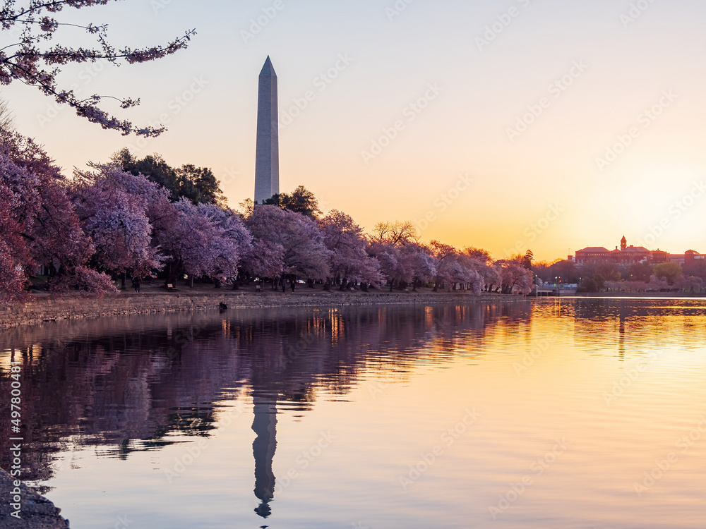 Sun rise view of the Washington Monument with cherry blossom