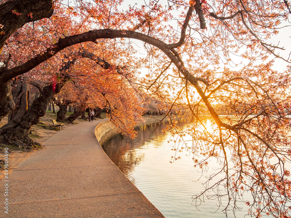 Φωτογραφία Beautiful cherry blossom around Tidal Basin area