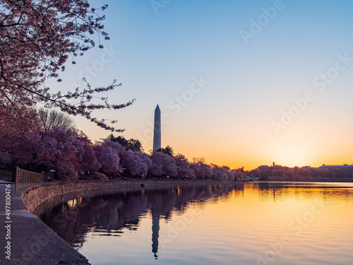 Sun rise view of the Washington Monument with cherry blossom