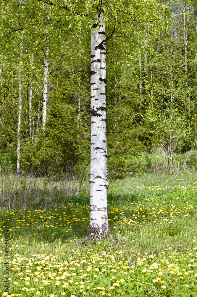 Obraz premium Birch tree in a sunny spring day. Bright white birch in a flowering meadow close-up. White birch trunk in focus on a blurry green background. One birch in bright sunlight close up. Spring background.