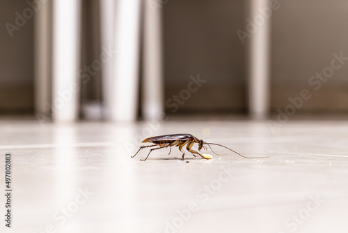 cockroach crawling on kitchen floor, dirt attracting insects, urban plague indoors © RHJ