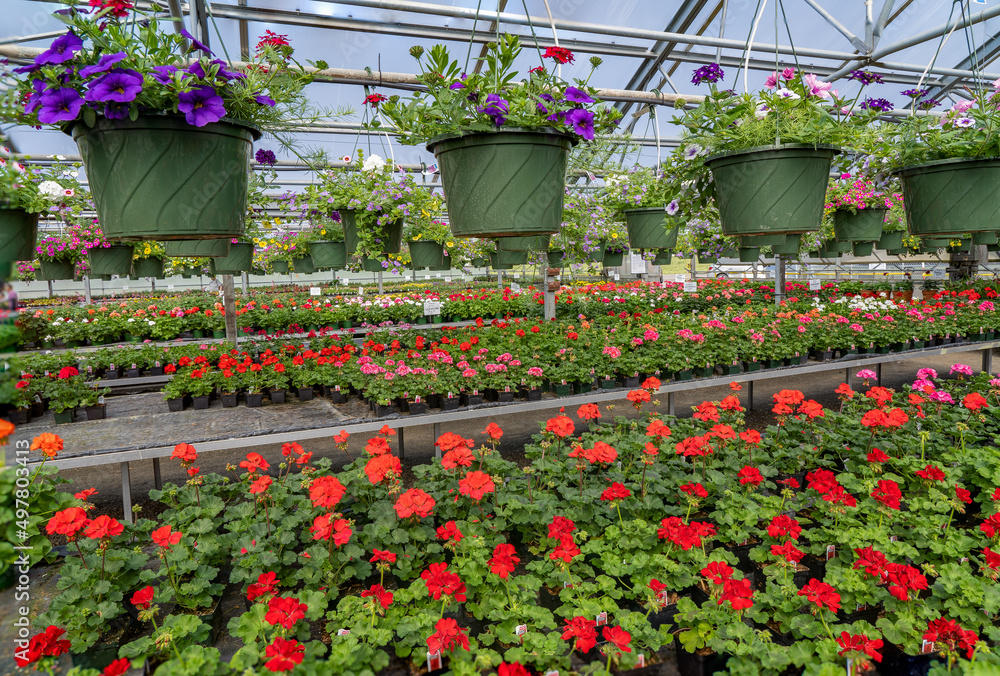 A greenhouse full of colorful flowers and hanging baskets