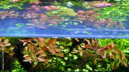 split view of top and front planted dutch style ryoboku driftwood aquascape, aquatic plants grow in strong flow, waves on surface, blur fish, vivid colors under bright LED light, professional aquarium photo