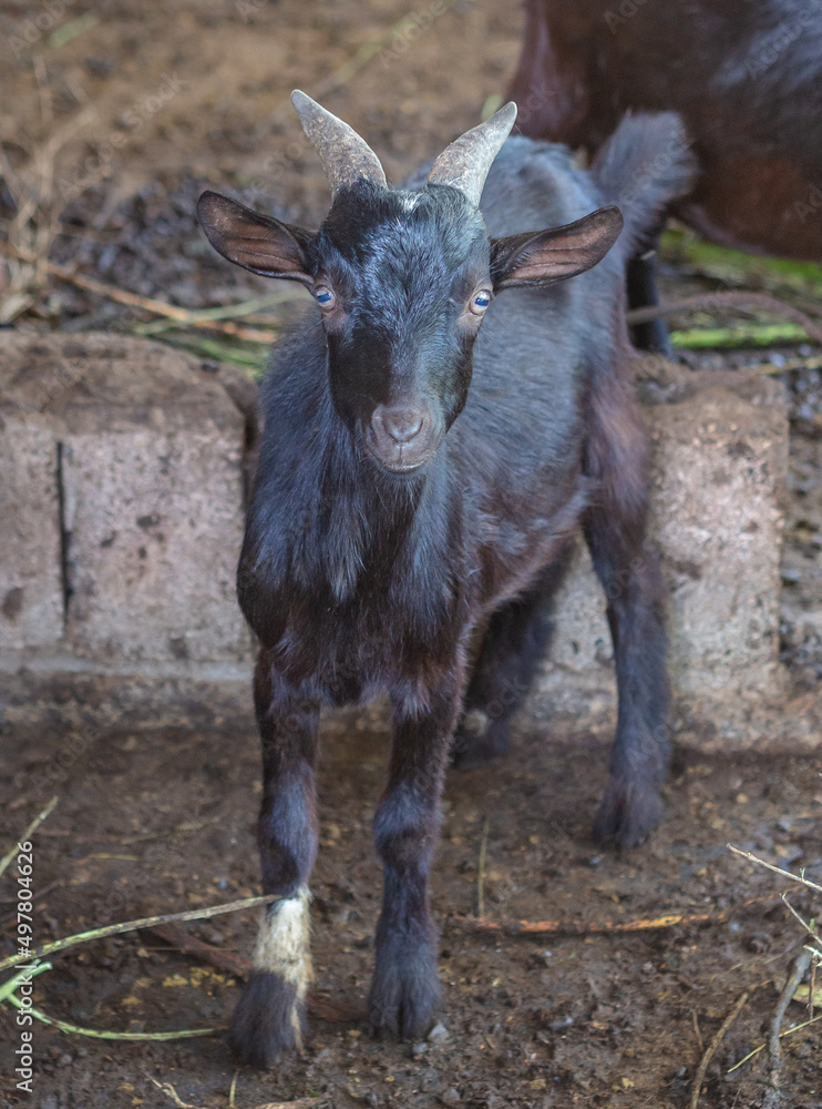 Black goat in a dirty old farmyard