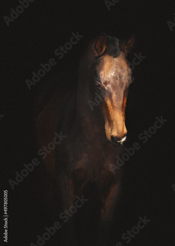 Canvas Print akhalteke stallion - isolated on black
