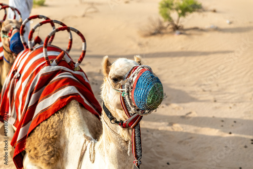 Dromedary looking at you in the desert