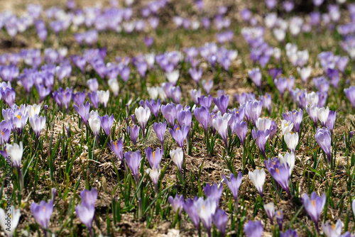 Crocus field in the alps with snow in the background