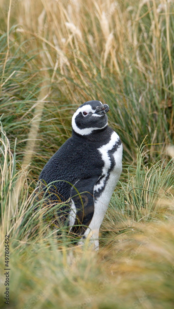 Obraz premium Magellanic penguin (Spheniscus magellanicus) in the grass at Gypsy Cove in Stanley, Falkland Islands