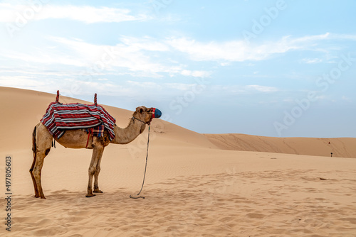 Camel standing in the desert