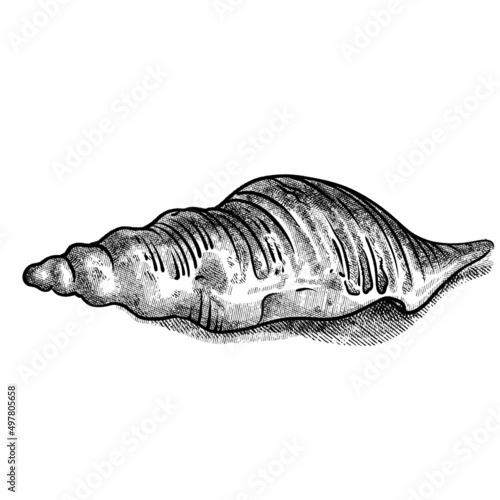 Sea Shell cross hatching illustration