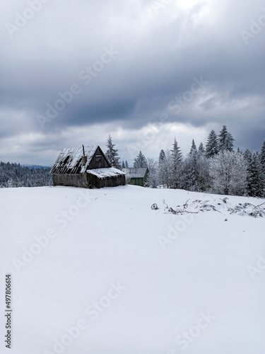 Typical abandoned wooden frozen house in wintry scenery with a lot of snow on the roof and the trees surrounding it, onset of winter in Turbacz mountain, Poland