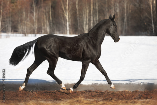 Magnificent black akhal teke stallion with four white legs running and playing on the snow. Animal in motion.