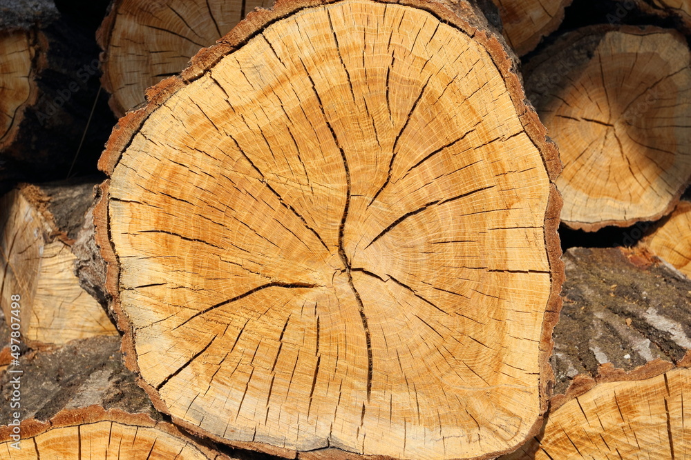 冬の暖炉ストーブの燃料 焚き木のクヌギの木
Winter fireplace stove fuel firewood oak tree 冬の暖炉ストーブの燃料 焚き木のクヌギの木
Winter fireplace stove fuel firewood oak tree