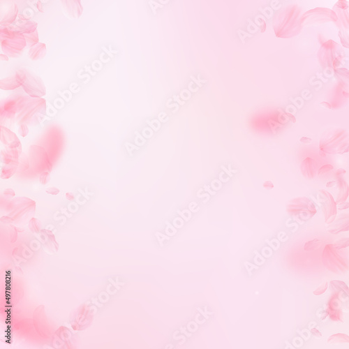 Fototapeta Naklejka Na Ścianę i Meble -  Sakura petals falling down. Romantic pink flowers borders. Flying petals on pink square background. Love, romance concept. Posh wedding invitation.