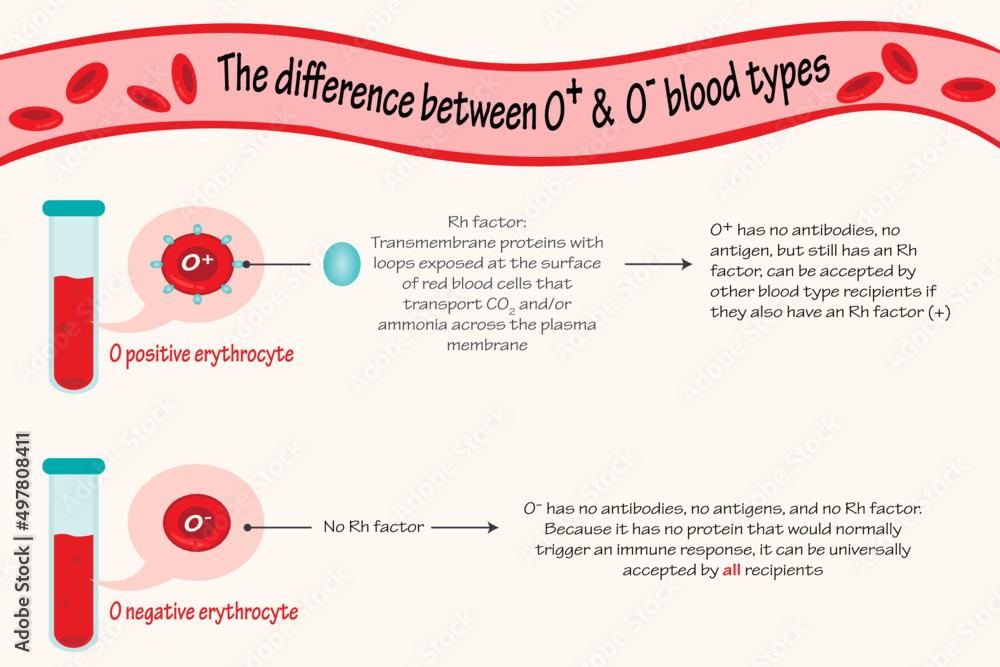 The difference between O positive and O negative blood types Stock