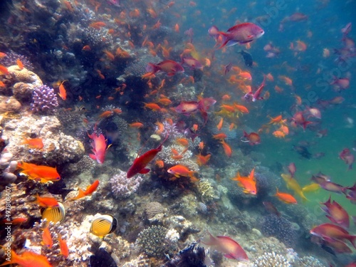 colorful anthias fish of the red sea