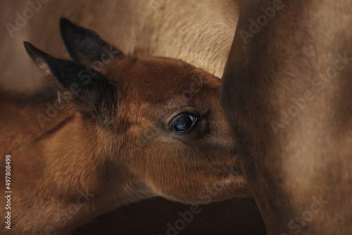 Chestnut foal with white stripe drinking milk from his mother in winter. Newborn cute foal drinks the milk of the mare