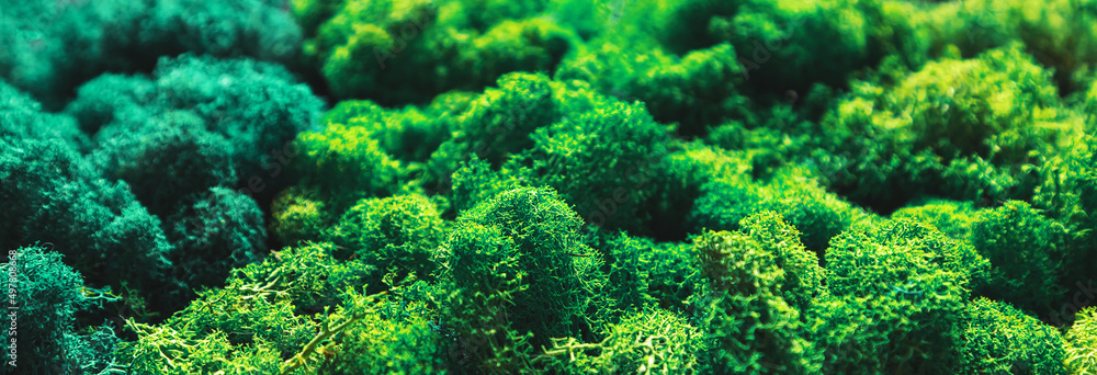 Moss wall in a modern interior. Biophilia and biophilic design concept. Moss wall in a modern interior. Biophilia and biophilic design concept.