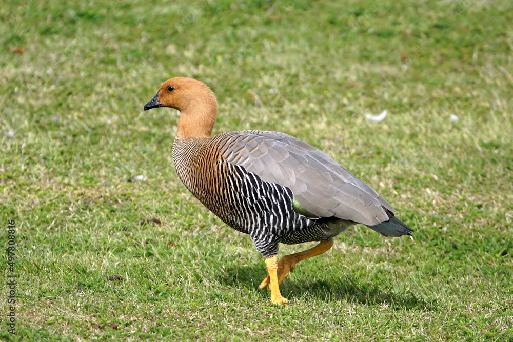 Male Magellan goose (Chloephaga picta) in the grass in Stanley, Falkland Islands Male Magellan goose (Chloephaga picta) in the grass in Stanley, Falkland Islands