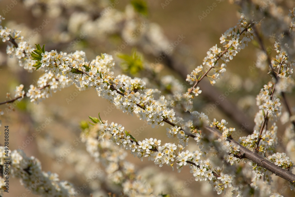 branches of a blossoming spring pear tree on a blurred background branches of a blossoming spring pear tree on a blurred background
