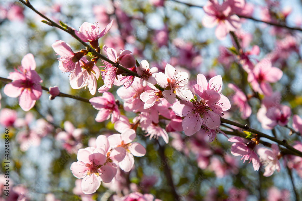 branches of a blossoming spring peach tree on a blurred background