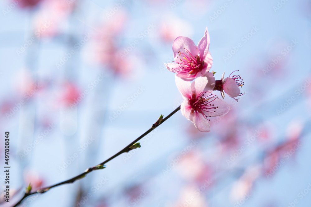 branches of a blossoming spring peach tree on a blurred background branches of a blossoming spring peach tree on a blurred background