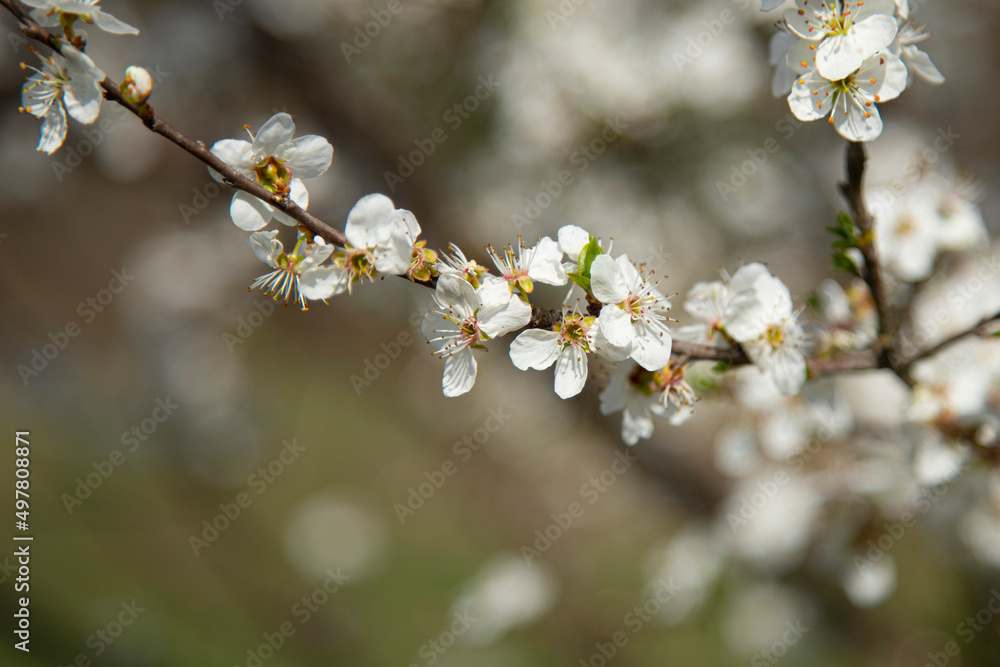 branches of a blossoming spring pear tree on a blurred background branches of a blossoming spring pear tree on a blurred background