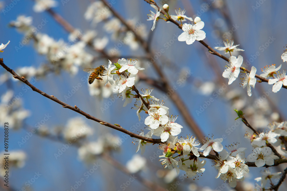 branches of a blossoming spring pear tree on a blurred background branches of a blossoming spring pear tree on a blurred background