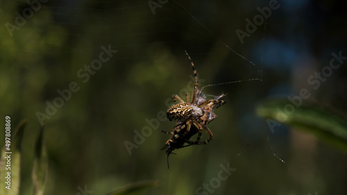 A spider weaves its prey into a cocoon on a blurred green background. Creative. Spider victim in a web in a summer field.