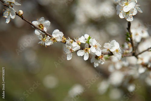 branches of a blossoming spring pear tree on a blurred background