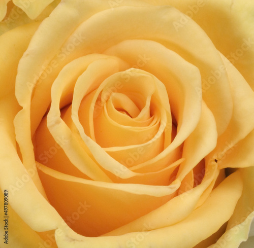                                                                            Mother s Day Flower Gift Carnation Rose Gerbera