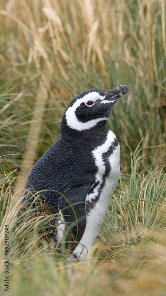 Obraz premium Magellanic penguin (Spheniscus magellanicus) in the grass at Gypsy Cove in Stanley, Falkland Islands