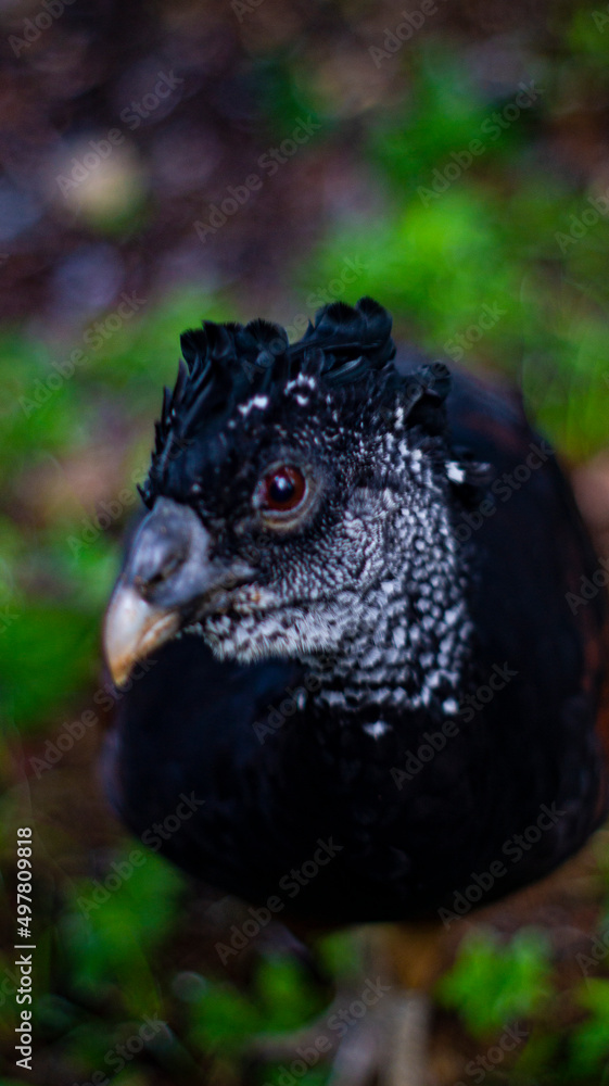black bird from the mexican jungle with blurred background