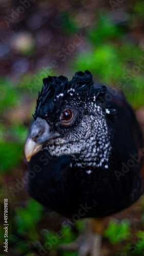 black bird from the mexican jungle with blurred background © Levi AM