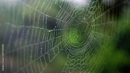 spider web with green blurred background