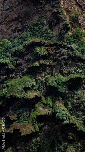 cliff wall with moss and nature