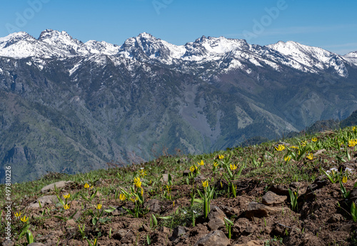 The Seven Devils Mountain range, with Glacier Lilies in the foreground, Hells Canyon in between.  Hells Canyon National Recreation Area