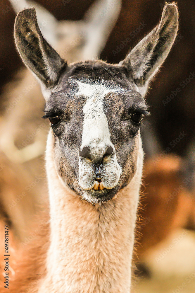 Lama Lama