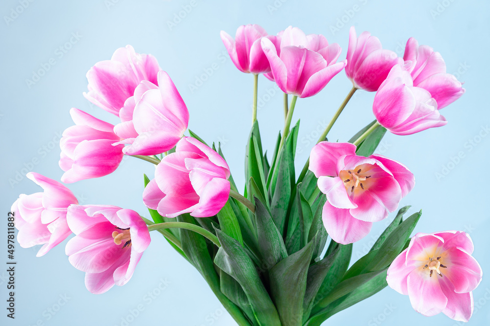 Beautiful pink white tulips on blue background, horizontal, side view, closeup Beautiful pink white tulips on blue background, horizontal, side view, closeup