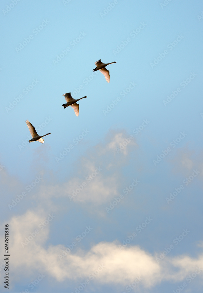 Three swans in flight against evening blue sky, Outer Hebrides, Scotland.