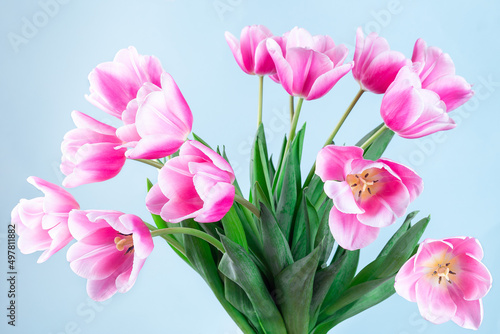 Fototapeta Naklejka Na Ścianę i Meble -  Beautiful pink white tulips on blue background, horizontal, side view, closeup