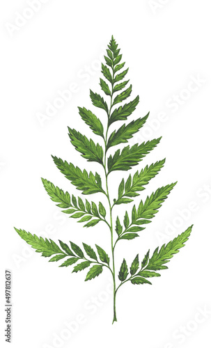 watercolor illustration of green fern twig isolated on white background  decor element  botanical illustration